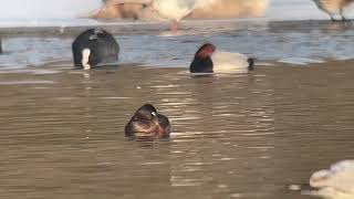 Ringnecked Duck at Dishley Pool Loughborough [upl. by Nivac]