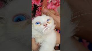 Giving dewormer liquid to a Bsa kitten cutecat catlover [upl. by Laeahcim657]