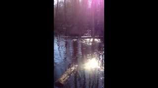 Otters in Great Dismal Swamp [upl. by Anaiuq]