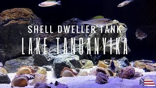 The Shell Dweller tank [upl. by Neerbas]