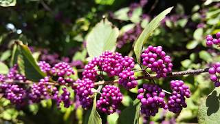 Callicarpa dichotoma  Early Amethyst  Purple Beautyberry HD Video 01 [upl. by Aiykan538]