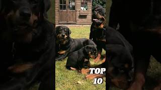 Top 10 Dangerous Dogs shorts [upl. by Alyworth]