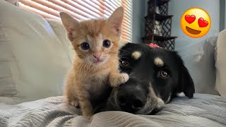 Un Rottweiler se enamora a primera vista de una gatita recién adoptada [upl. by Rafa362]