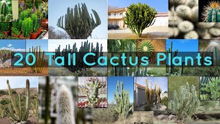 20 Tall Cactus Plants to Grow At Home [upl. by Noedig]