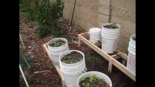 OffGrid Elevated SelfWatering Garden Beds Butchs Garden [upl. by Mareah]