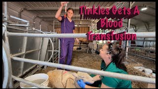 Tinkles the sheep gets a blood transfusion [upl. by Blynn]