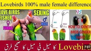 Love birds Male Female difference 🦜🐦 Love birds lovers 💗😍 [upl. by Service]