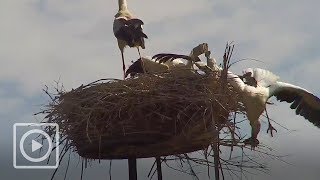 Ooievaarsjong valt uit nest  WILDCAM [upl. by Ediva]