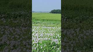 Eichhornia  water hyacinths🪻 flowers trending flowers viralvideo fypシ゚viral [upl. by Yesteb518]