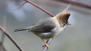 Whiskered yuhina Himachal pradesh India [upl. by Huberty]