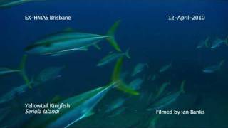 Yellowtail Kingfish Seriola lalandi schooling at the EXHMAS Brisbane [upl. by Eisseb]