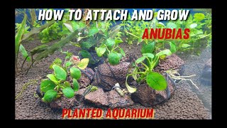 Anubias  How to Attach Anubias to Driftwood and Rocks [upl. by Enileuqaj781]