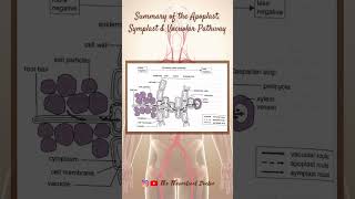 Summary Of The Apoplast Symplast amp Vacuolar Pathway 🌱 PreU Biology STPMALevels shorts short [upl. by Siloum]