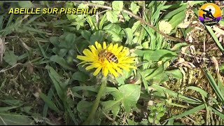 ABEILLE SUR PISSENLIT [upl. by Eetsirk627]