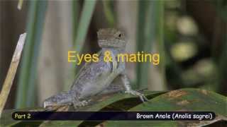 Brown Anole Behavioral profile part 2 [upl. by Annyl]