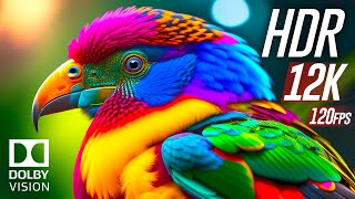 Best of Dolby Vision 12K HDR 120fps [upl. by Dieball]