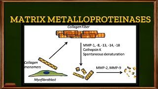 L213 Tertiary or Gelatinase granules in Neutrophils Matrix Metalloproteinases [upl. by Icnan]