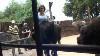 Strutsridning med Sydafrikaresor Ostrich ride [upl. by Ennahgiel26]