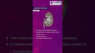 Structure Of Kidney Part  3 [upl. by Berlin]