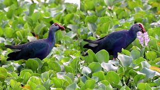 Western swamphen birds [upl. by Gwendolyn]