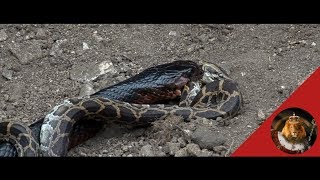 Indigo Snake Vs Python Snake Real Fight Caught On Camera [upl. by Daria]