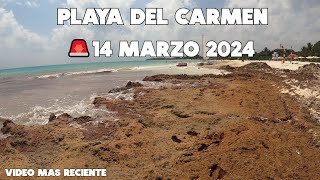 PLAYA DEL CARMEN🔴ACTUALIZACION 14 MARZO SARGAZO PUNTA ESMERALDA [upl. by Arlene]