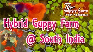 To the World of Guppies  Hybrid Guppy farm at South India  Riya Guppy farm  Indian Fish Lover [upl. by Darrin167]