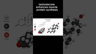 TESTOSTERONE INFLUENCE ON MUSCLEBUILDINGshortsfitnessmusclebuilding💪 [upl. by Trici]