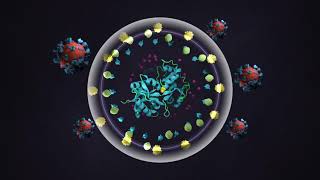 Science animation  Lactoferrin [upl. by Oedama]