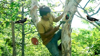 Walk to find​ baby mynah in the nestcute baby mynah take its for feed [upl. by Nisay168]