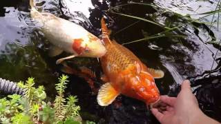 Koi biting fingers very hard today FOR DOG FOOD [upl. by Recneps366]