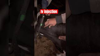 Intra venous injection  Dr Rajkumar cow ivinjection [upl. by Phenice462]