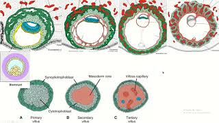 Placental chorionic villus and its parts placenta embryology fetaldevelopment [upl. by Rramed]