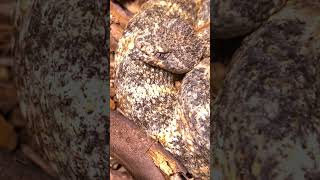 A Rattlesnake Video for World Snake DayMyWildBackyard TheWildReportOfficial [upl. by Cary601]