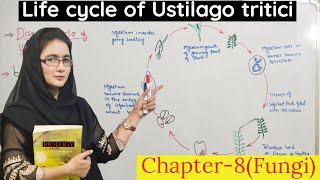 life cycle of loose smut of wheat  Ustilago tritici disease cycle club fungi class 11  urduhindi [upl. by Dempster]