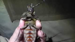 Huge Excited Kenyan Long Horned Beetle [upl. by Aicilas]