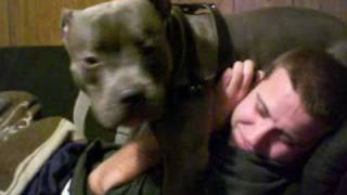 Vicious Pit Bull Attack [upl. by Brana]