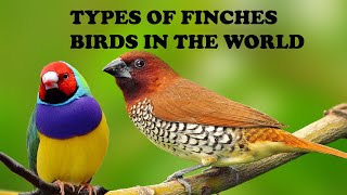 Most Beautiful Finches Bird in the World 12 Types of finches with names and sound Types of finches [upl. by Lenox]