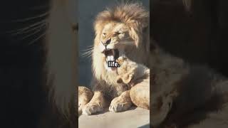 LION SPIRIT ANIMAL 🦁 lion spirit spirituality viralvideo animals love energy universe [upl. by Markson443]