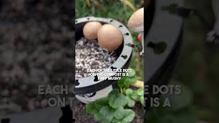 Growing and harvesting homegrown button mushrooms  Diary of a Yorkshire Gardener mushroomgrowing [upl. by Riay]