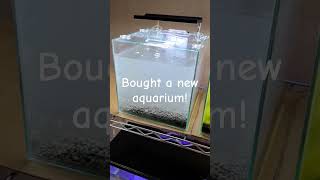 NEW Shrimp Tank Setup Is This The BEST Choice For Beginners [upl. by Redd]