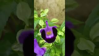 Torenia fournieri [upl. by Nasya]