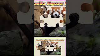 015 Red Panda Animal Jigsaw Puzzle [upl. by Noit]