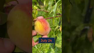 How to Tell When to Pick a Peach [upl. by Dibrin]