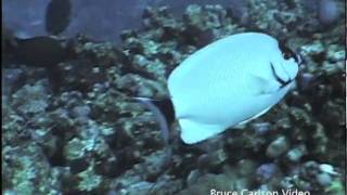 masked angelfish Genicanthus personatus [upl. by Arrim]