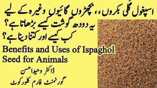 Ispaghol ki Guli اسبغول کی گلی Bachro or Bakro k lye [upl. by Aivekal13]