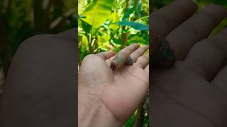 Find snails crabs larvae findanimals short [upl. by Zaria895]