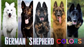 10 Beautiful German Shepherd Colors – A Guide to GSD Coat Colors amp Markings [upl. by Ainnat]