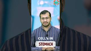 Stomach में पाई जाने वाली Cells क्या करती है Shorts DAMSNursing SiddharthSir [upl. by Ebba]