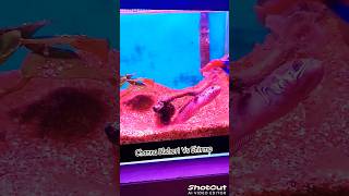 Feeding Channa Bleheri Shirmp aquarium feedingtime fishfeed [upl. by Eigroeg700]